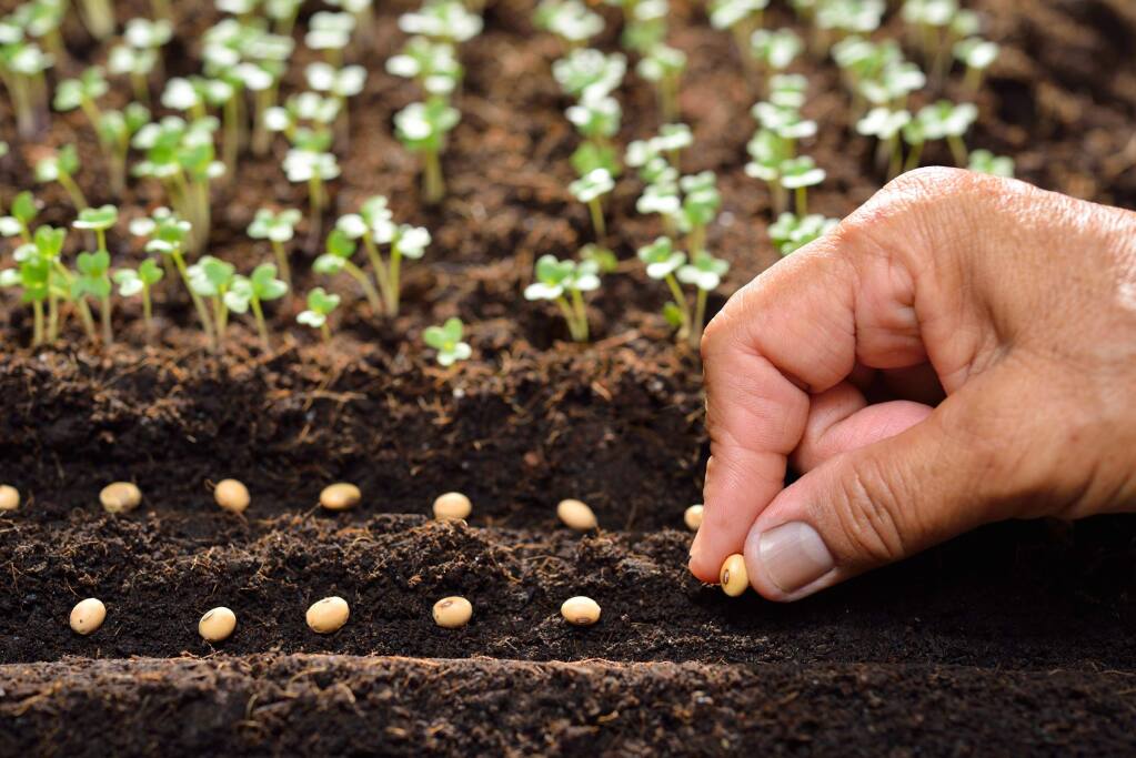 Alegerea semințelor de legume: Ghid complet pentru calitate și recomandări