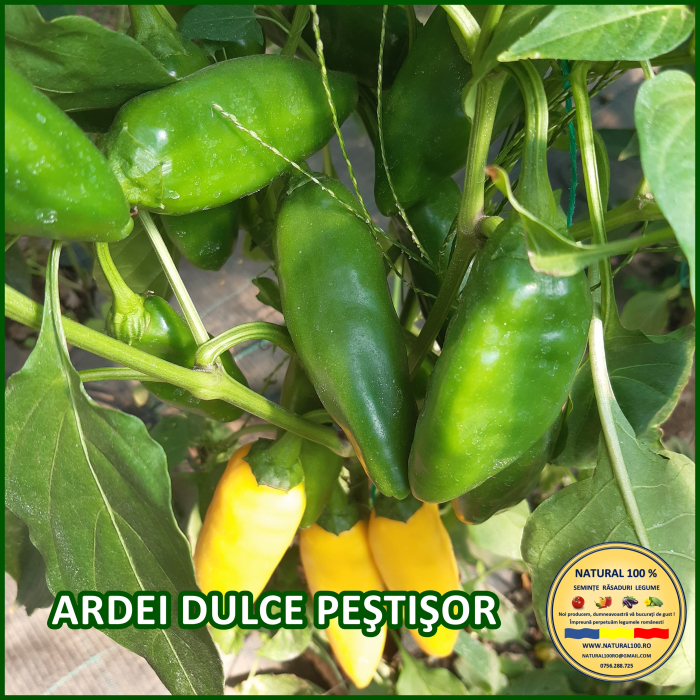 ARDEI DULCE PESTISOR www.natural100.ro [3]