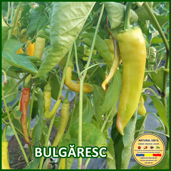 ARDEI BULGARESC SUBTIRE www.natural100.ro [2]