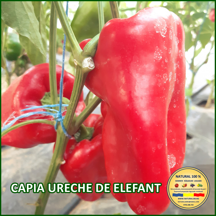 ARDEI CAPIA URECHE DE ELEFANT www.natural100.ro [2]