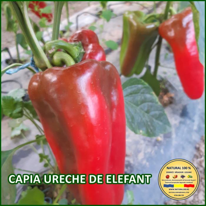 ARDEI CAPIA URECHE DE ELEFANT www.natural100.ro [3]