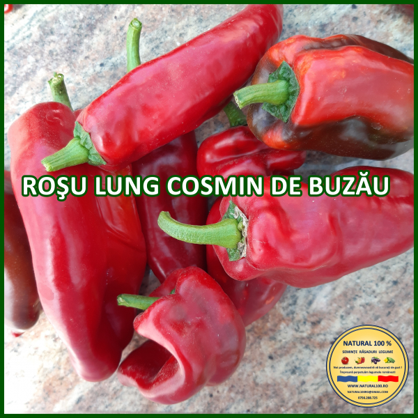 ARDEI ROSU LUNG COSMIN DE BUZAU www.natural100.ro [2]