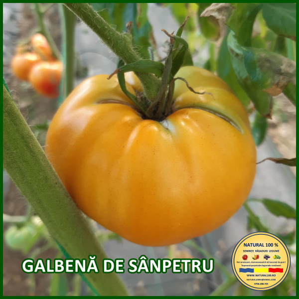 ROSII GALBENA DE SANPETRU www.natural100.ro [4]