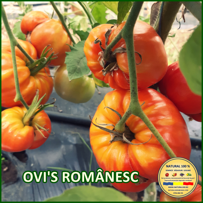 ROSII OVIS ROMANESC www.natural100.ro [2]