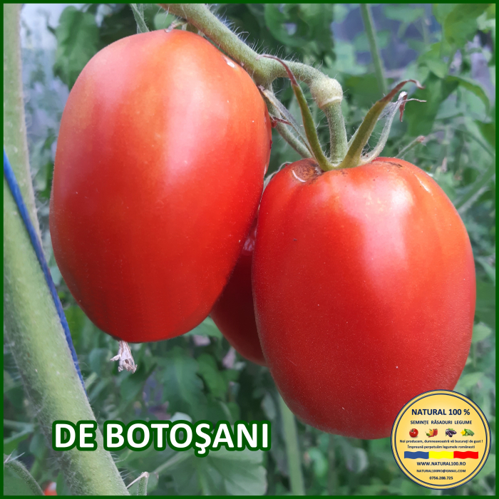 ROSII DE BOTOSANI www.natural100.ro [2]