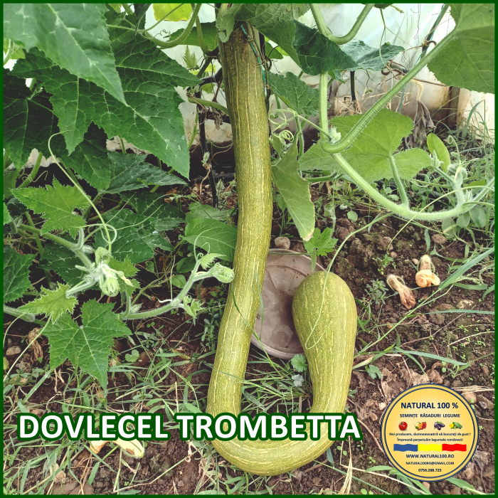 DOVLECEL TROMBETTA www.natural100.ro [5]