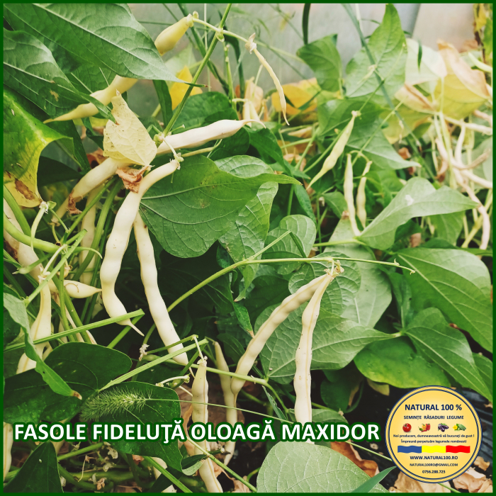 FASOLE FIDELUTA OLOAGA MAXIDOR www.natural100.ro [2]