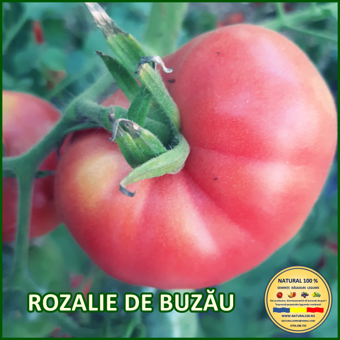 ROSII ROZALIE DE BUZAU www.natural100.ro [2]