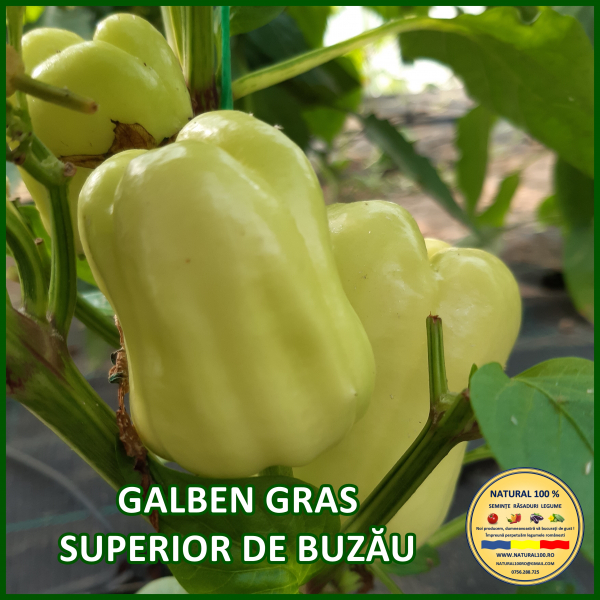 ARDEI GALBEN GRAS SUPERIOR DE BUZAU www.natural100.ro [2]