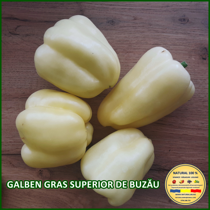 ARDEI GALBEN GRAS SUPERIOR DE BUZAU www.natural100.ro [4]