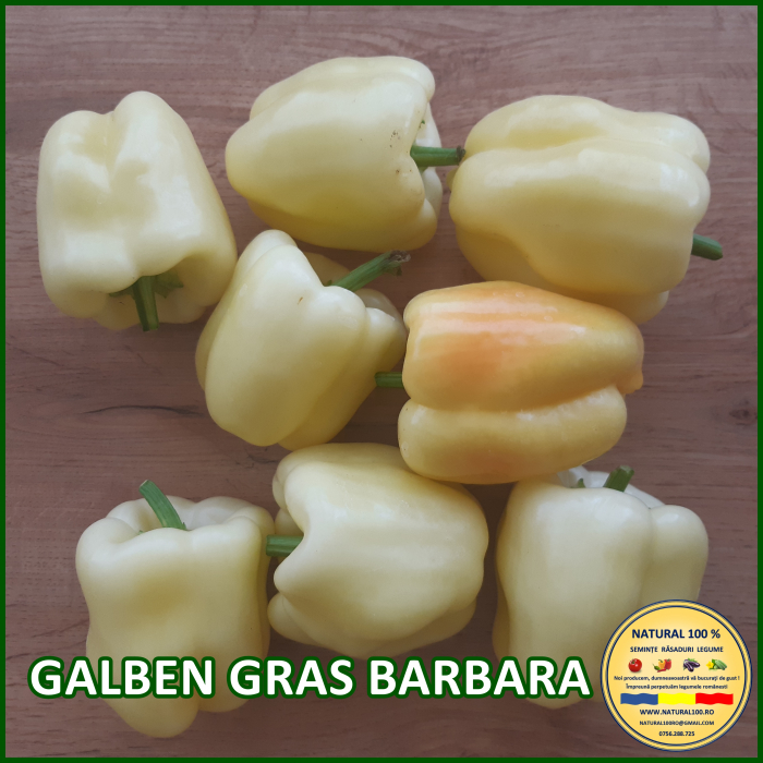 GALBEN GRAS BARBARA [3]