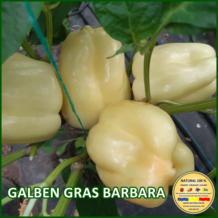 GALBEN GRAS BARBARA [2]