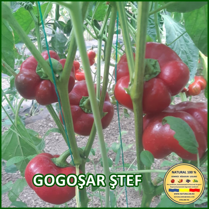 GOGOSAR STEF [2]