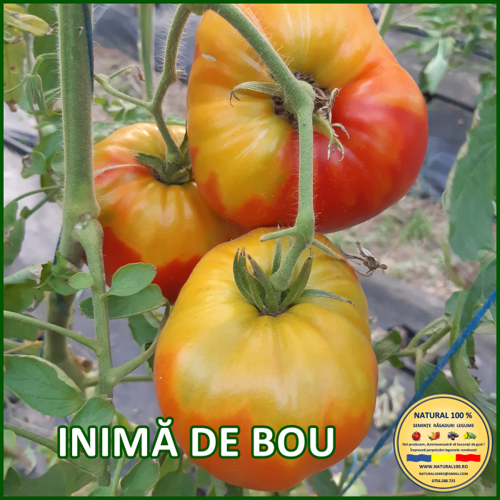 ROSII INIMA DE BOU www.natural100.ro [4]