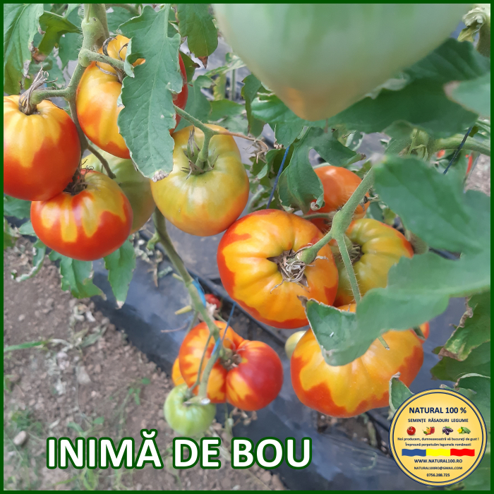 ROSII INIMA DE BOU www.natural100.ro [2]