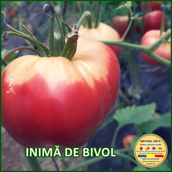 INIMA DE BIVOL [2]