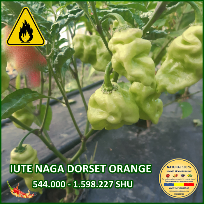 ARDEI IUTE NAGA DORSET ORANGE www.natural100.ro [2]