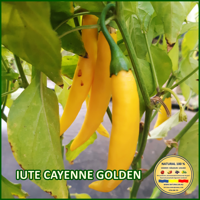 ARDEI IUTE CAYENNE GOLDEN www.natural100.ro [3]