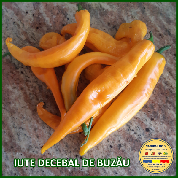 ARDEI IUTE DECEBAL DE BUZAU www.natural100.ro [4]