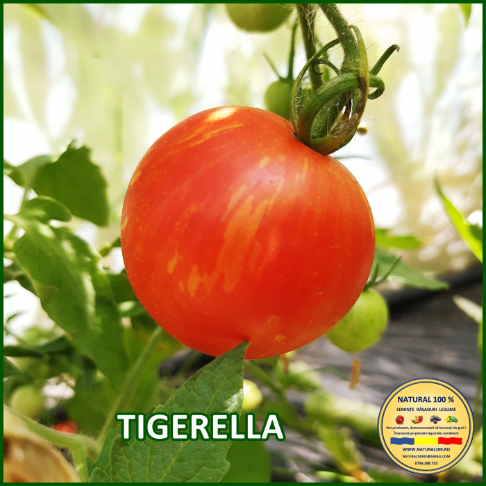 ROSII TIGERELLA www.natural100.ro [2]