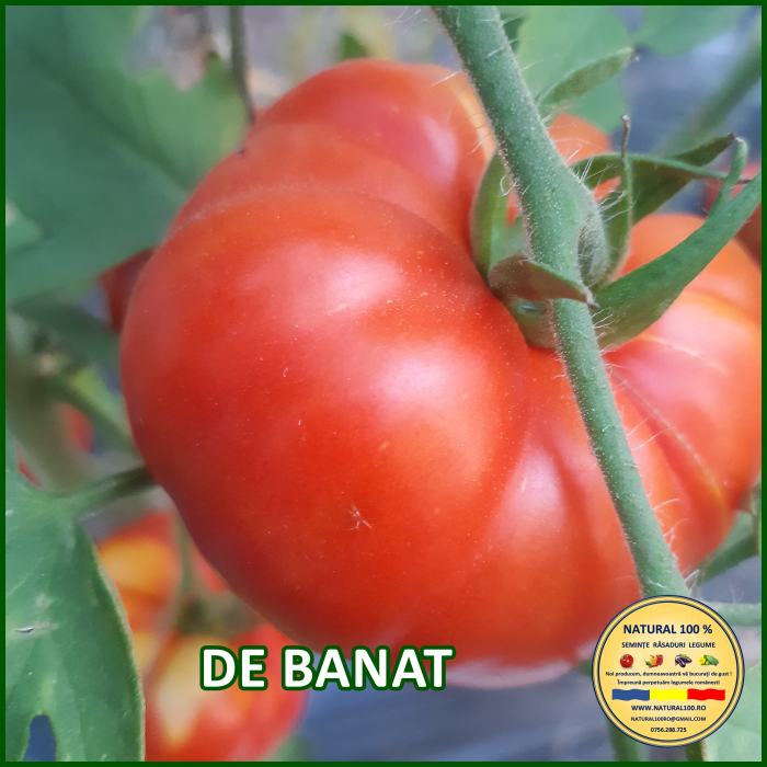 ROSII DE BANAT www.natural100.ro [2]