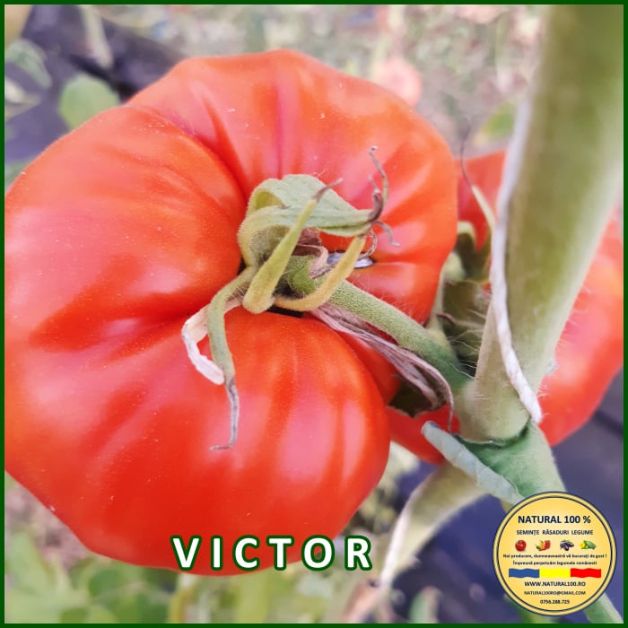 VICTOR [1]