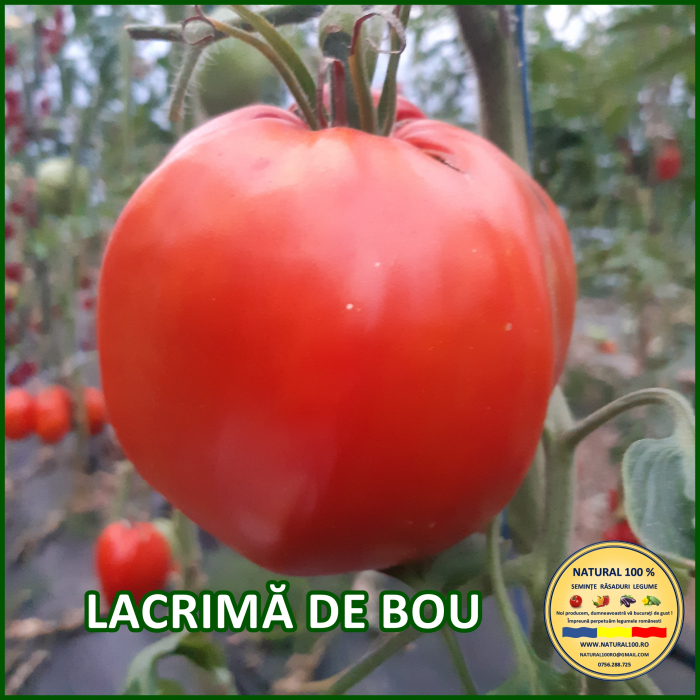 ROSII LACRIMA DE BOU www.natural100.ro [2]