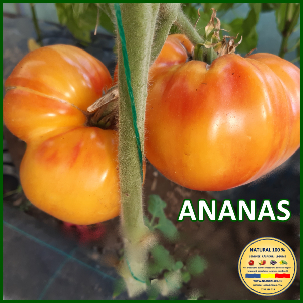 ROSII ANANAS www.natural100.ro [3]