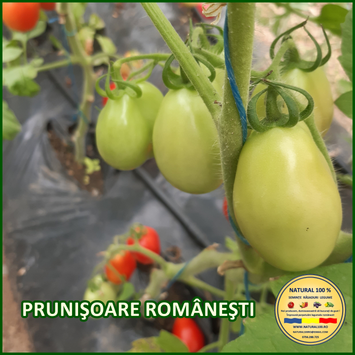 ROSII PRUNISOARE ROMANESTI www.natural100.ro [2]