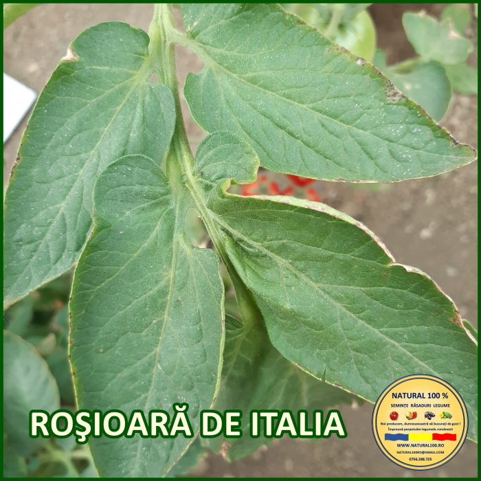 ROSIOARA DE ITALIA www.natural100.ro [2]