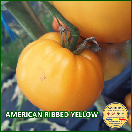 Toate soiurile de rosii - ROSII INIMA GALBENA www.natural100.ro