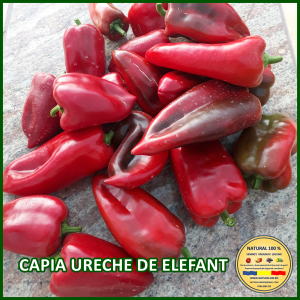 ARDEI CAPIA URECHE DE ELEFANT www.natural100.ro [0]