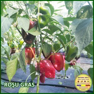 Vezi toate produsele - ARDEI ROSU GRAS www.natural100.ro