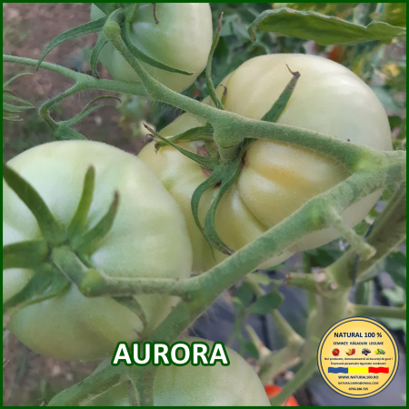 ROSII AURORA www.natural100.ro [3]