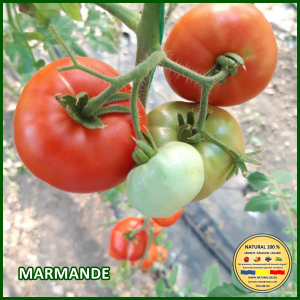 ROSII MARMANDE www.natural100.ro [3]