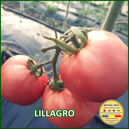 Toate soiurile de rosii - ROSII LILLAGRO www.natural100.ro