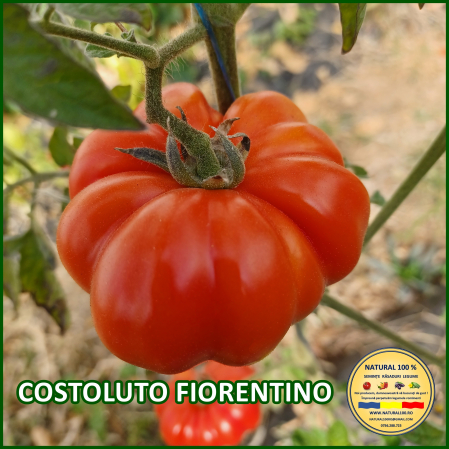 Rosii medii (75-200 g) - ROSII COSTOLUTO FIORENTINO www.natural100.ro