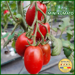 Rosii cherry / mici (5-70 g) - ROSII MINI KUMATO www.natural100.ro