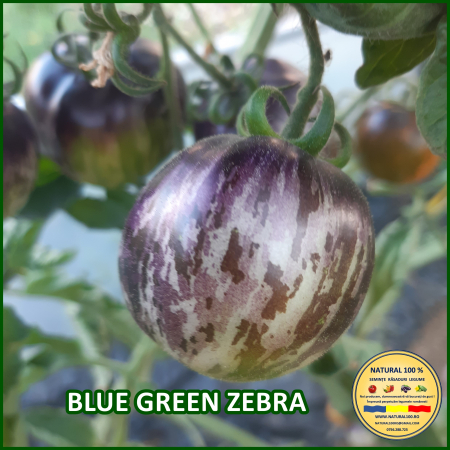 ROSII BLUE GREEN ZEBRA www.natural100.ro [3]