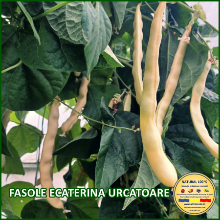 FASOLE ECATERINA URCATOARE www.natural100.ro [0]