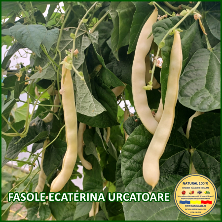 FASOLE ECATERINA URCATOARE www.natural100.ro [1]