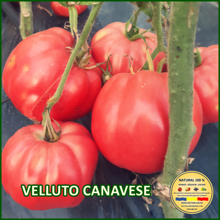 VELLUTO CANAVESE [0]