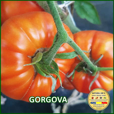 Toate soiurile de rosii - ROSII GORGOVA www.natural100.ro