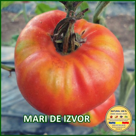Toate soiurile de rosii - ROSII MARI DE IZVOR www.natural100.ro