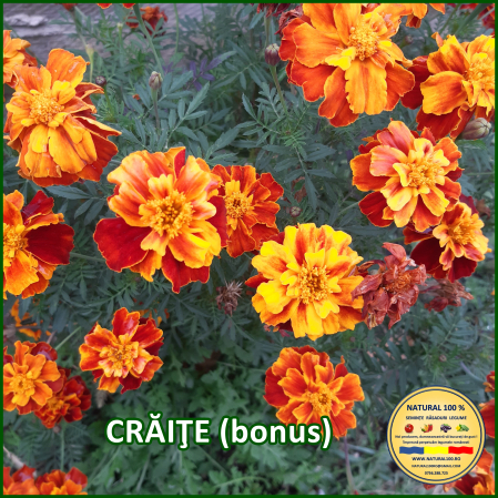 Vezi toate produsele - CRAITE www.natural100.ro