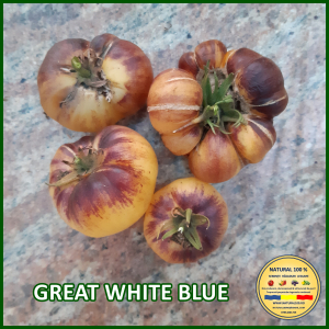 Rosii mari (peste 200 g) - ROSII GREAT WHITE BLUE www.natural100.ro