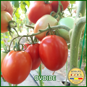 Rosii medii (75-200 g) - ROSII OVOIDE www.natural100.ro