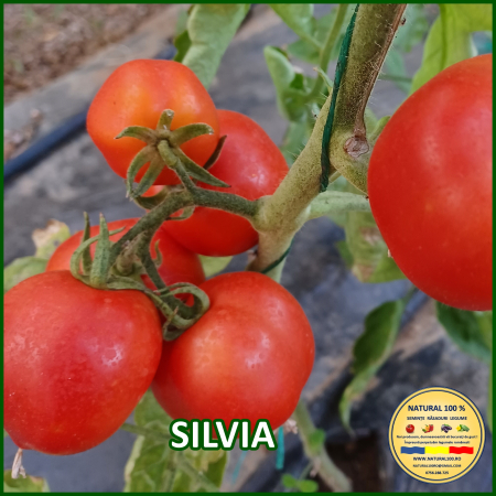 Toate soiurile de rosii - ROSII SILVIA www.natural100.ro
