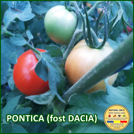 Toate soiurile de rosii - ROSII PONTICA (fost DACIA) www.natural100.ro
