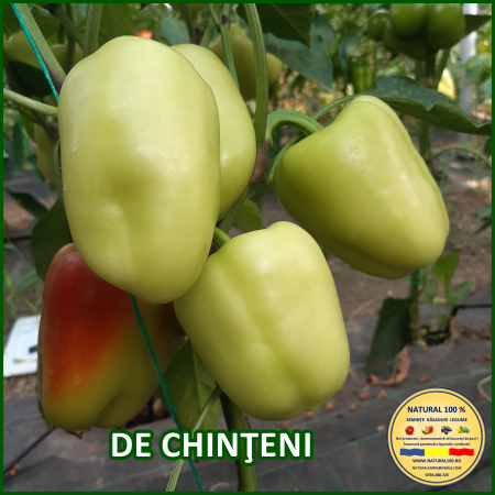 ARDEI DE CHINTENI www.natural100.ro [0]